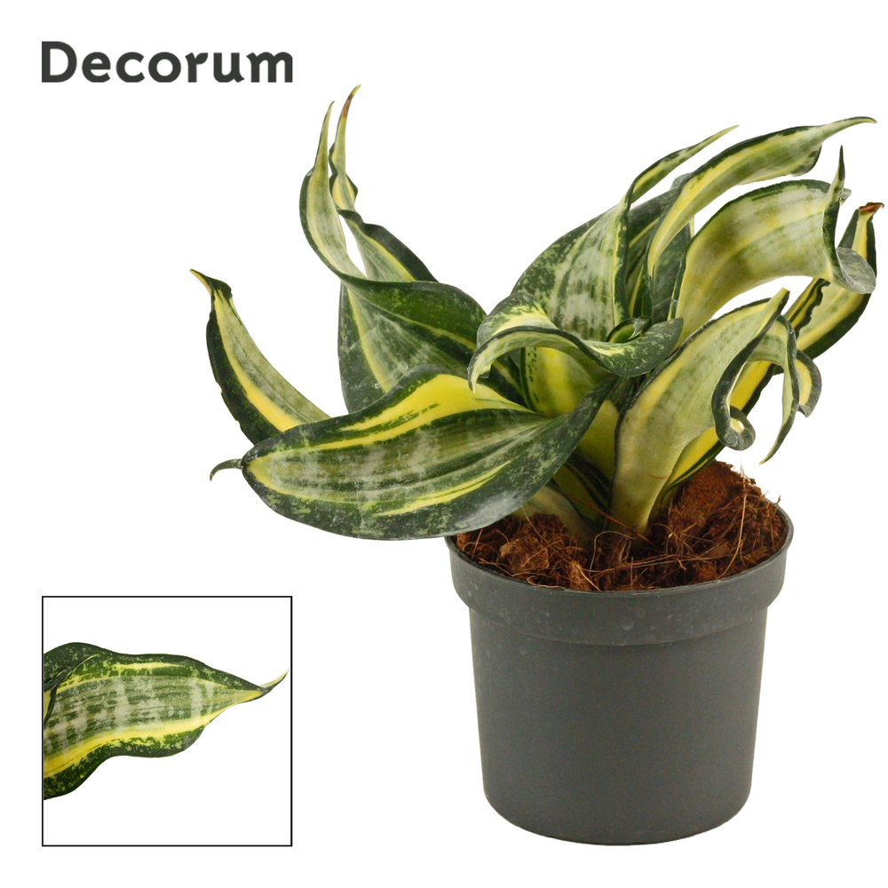 Sansevieria hahnii 9 cm curly Spiral star (Decorum.