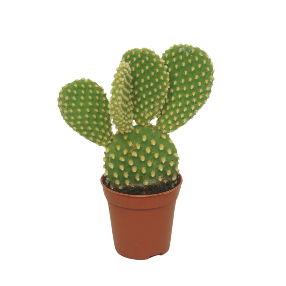 Opuntia microdasys 5,5 cm.