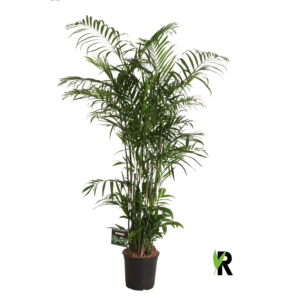 Chamaedorea Seifrizii.