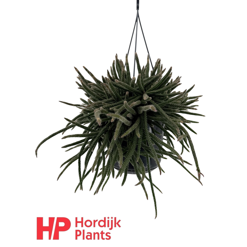 Rhipsalis baccifera subsp. horrida 15cm.