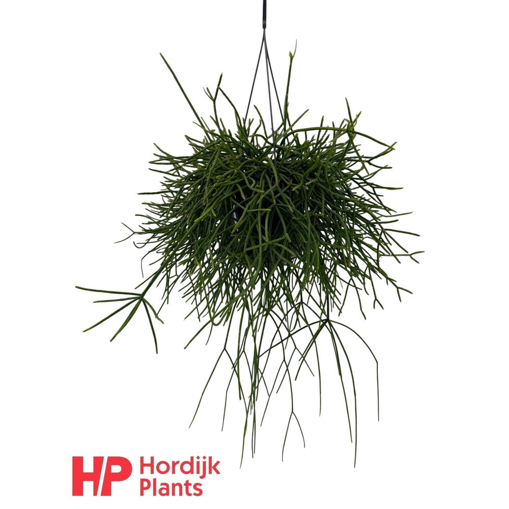 Rhipsalis pulchra 15cm.