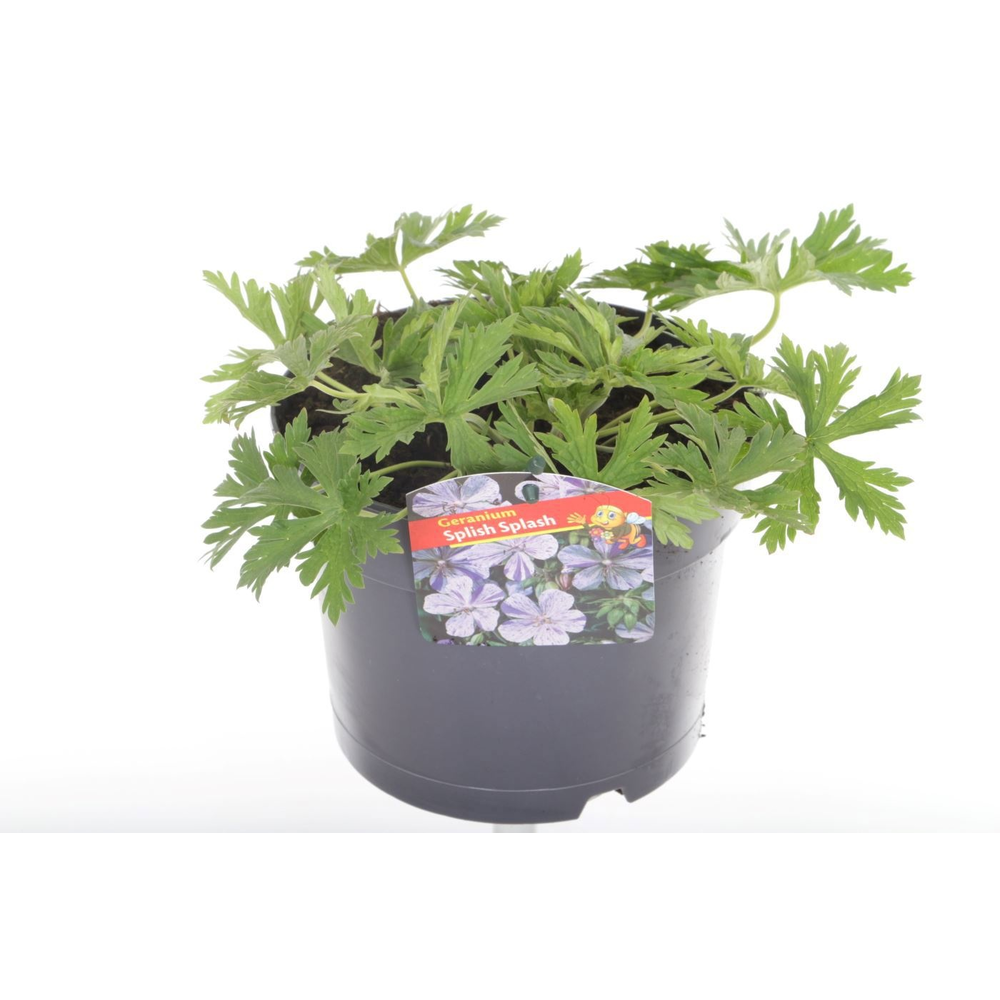 Geranium pratense Splish-splash.