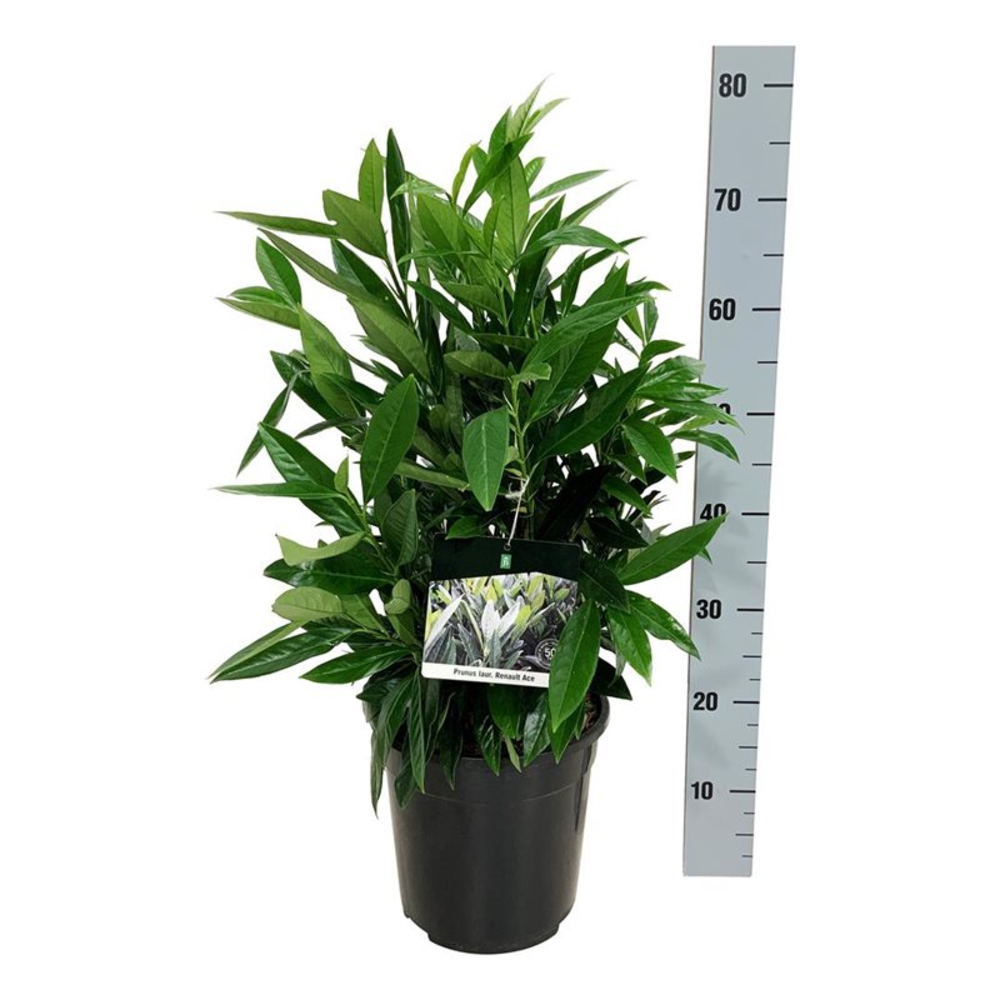 Prunus laur. 'Renault Ace' ®.