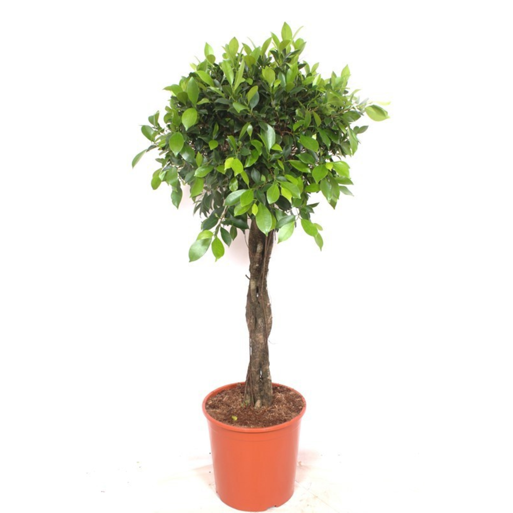Ficus Nitida.
