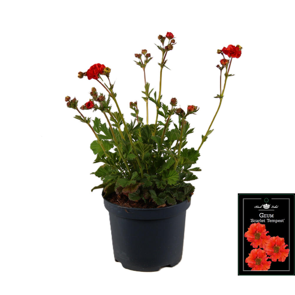 Geum Scarlet Tempest.