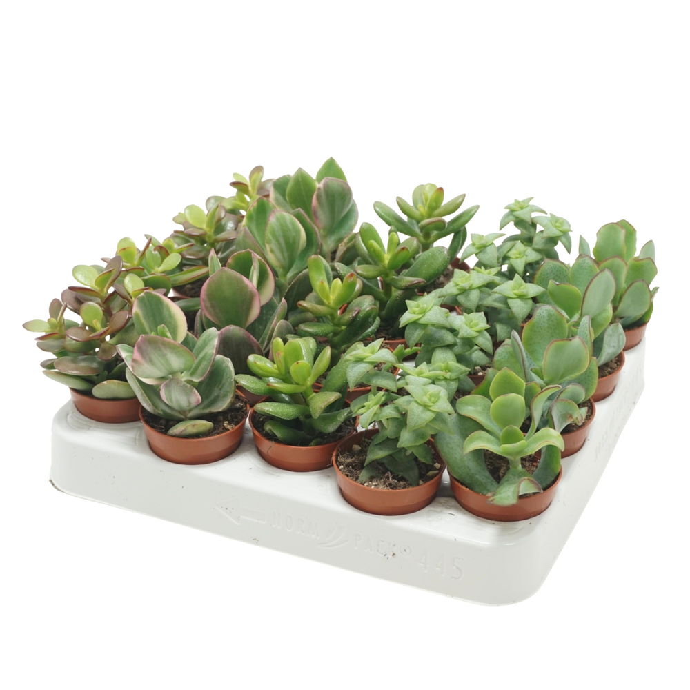 Crassula mix 5,5 cm.