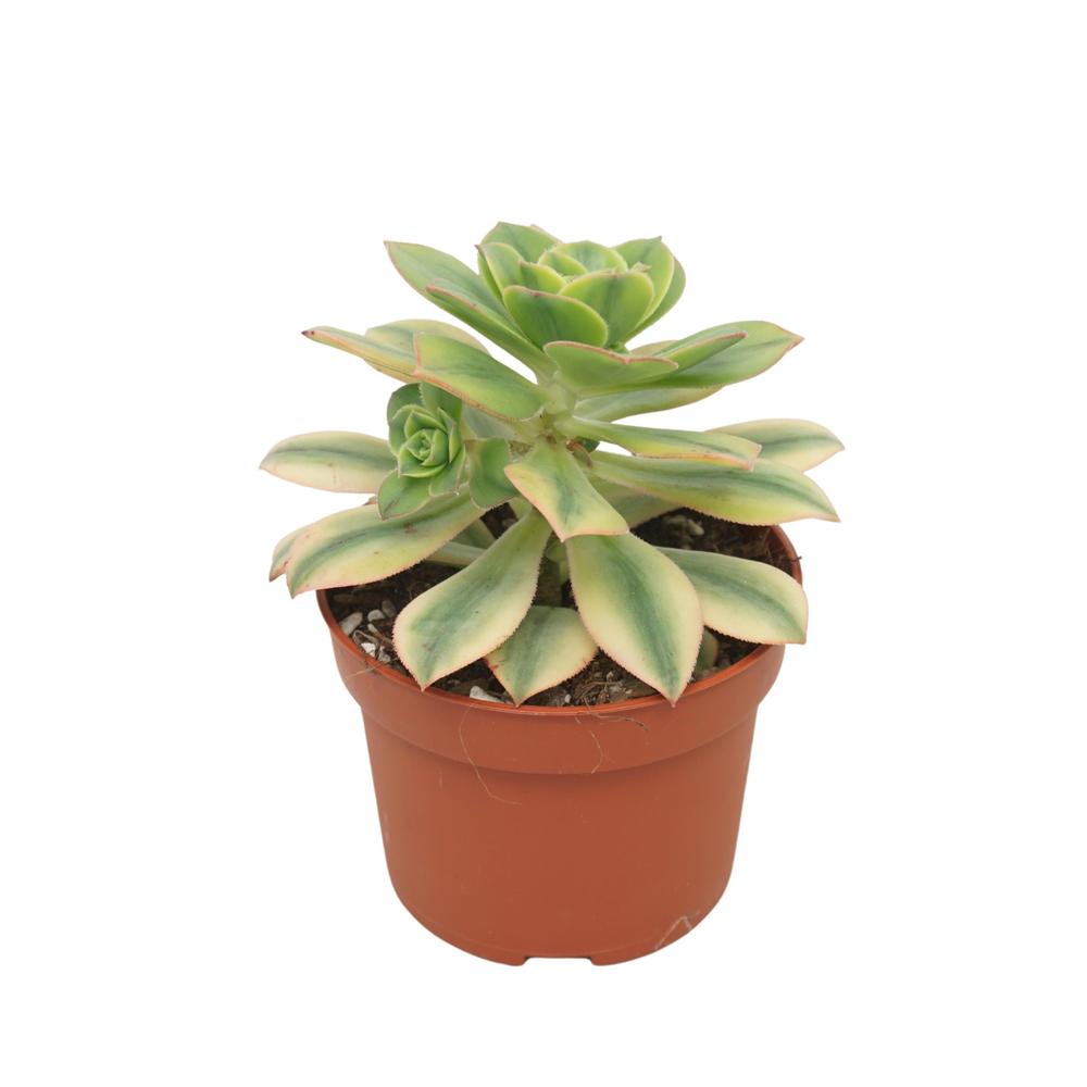 Aeonium kiwi 10,5 cm.