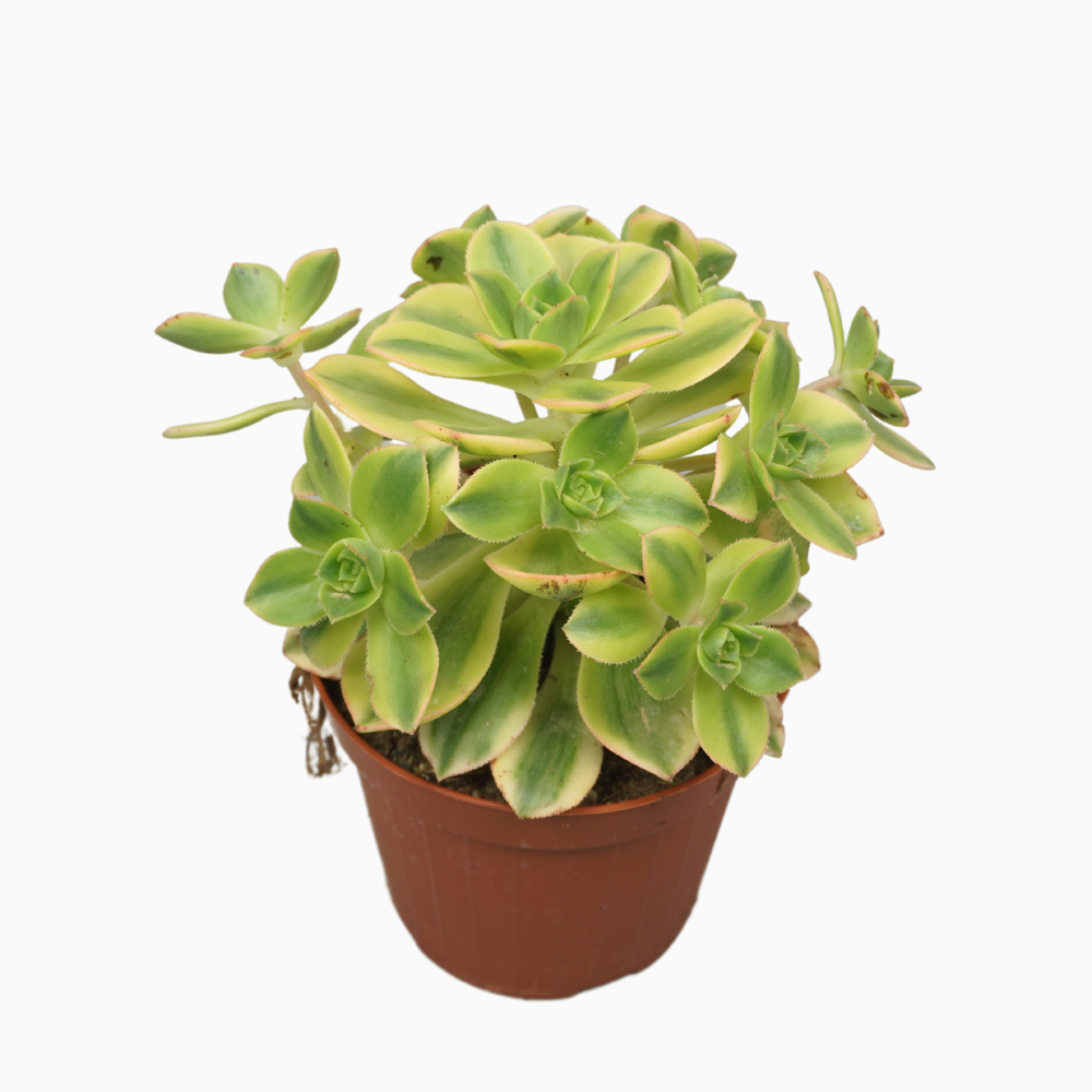 Aeonium kiwi 10,5 cm.