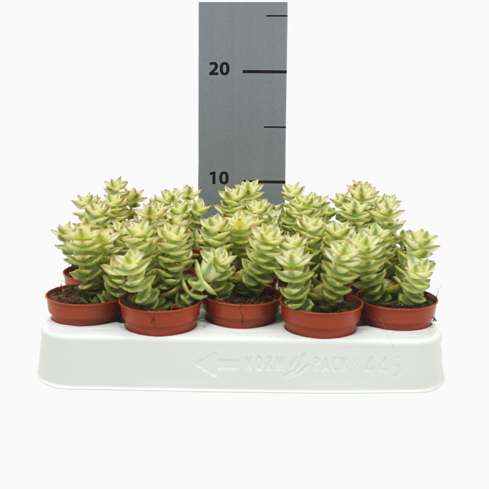 Crassula perforata variegata 5,5 cm.