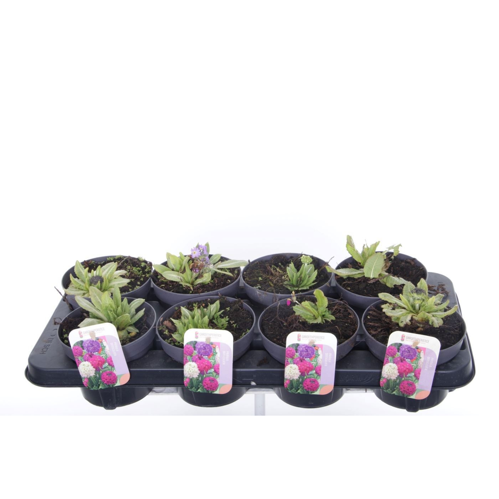 Primula denticulata mix.