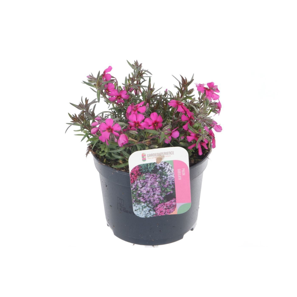 Phlox (Subulata Grp) Fabulous Rose.