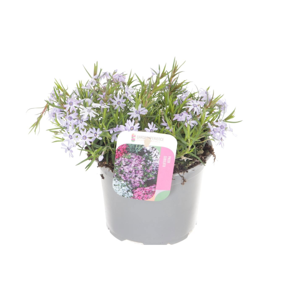 Phlox (Subulata Grp) Fabulous Blue Violet.