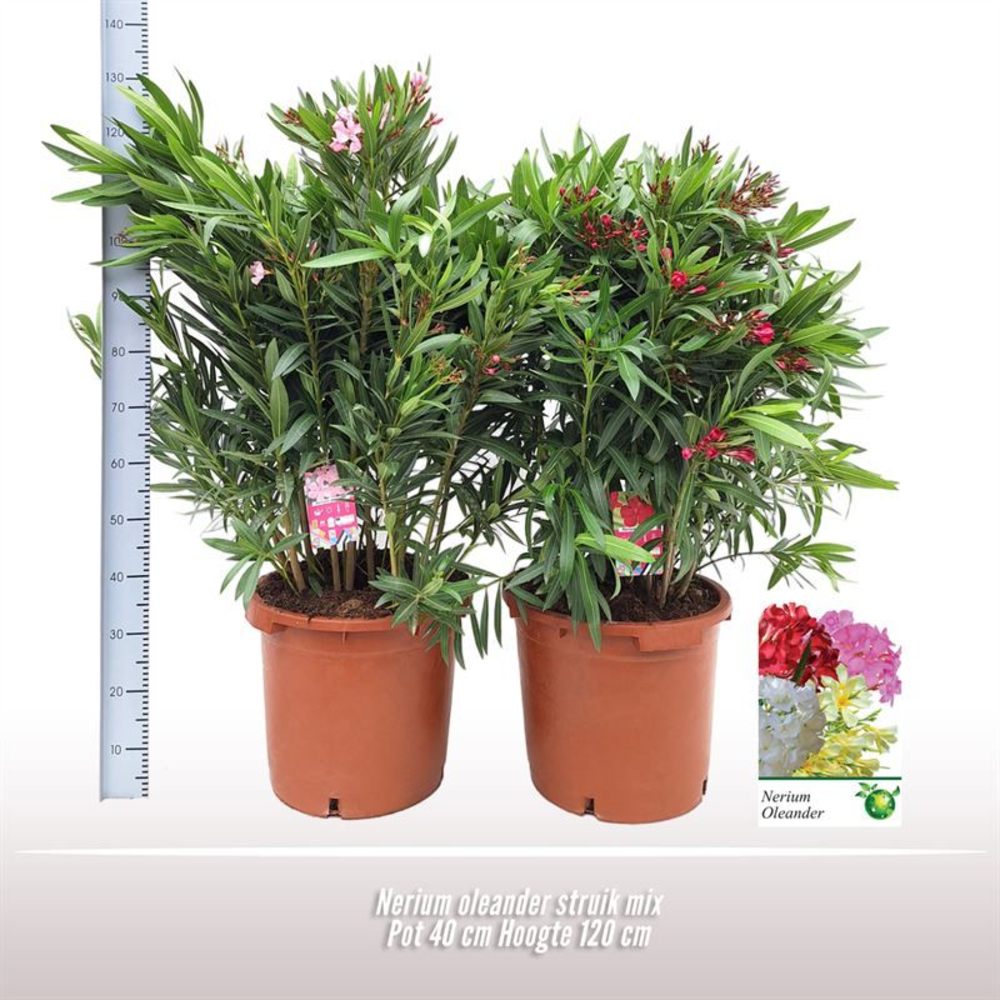 Nerium oleander struik.