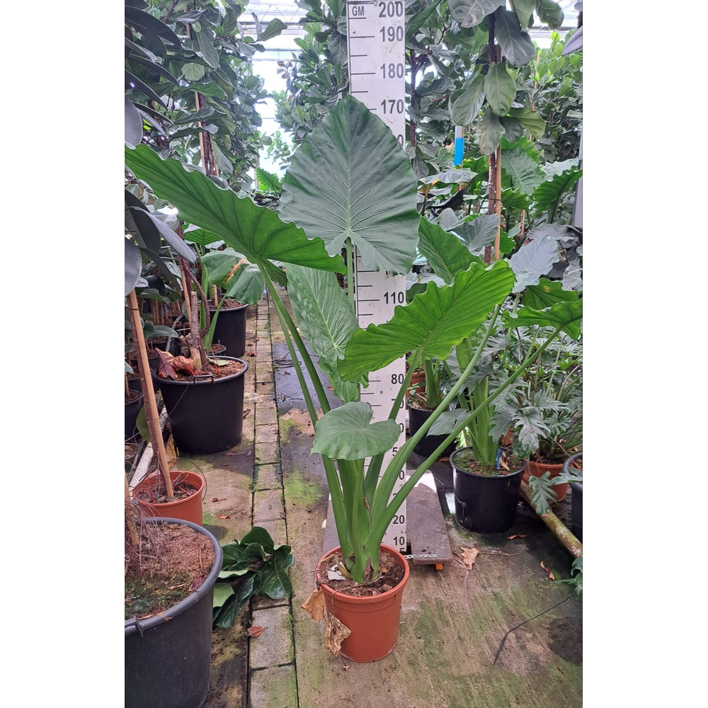 Alocasia Macrorrhiza XL.