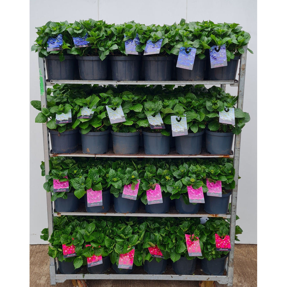 Hortensia P23 mixkar 4 kleuren - Groen.