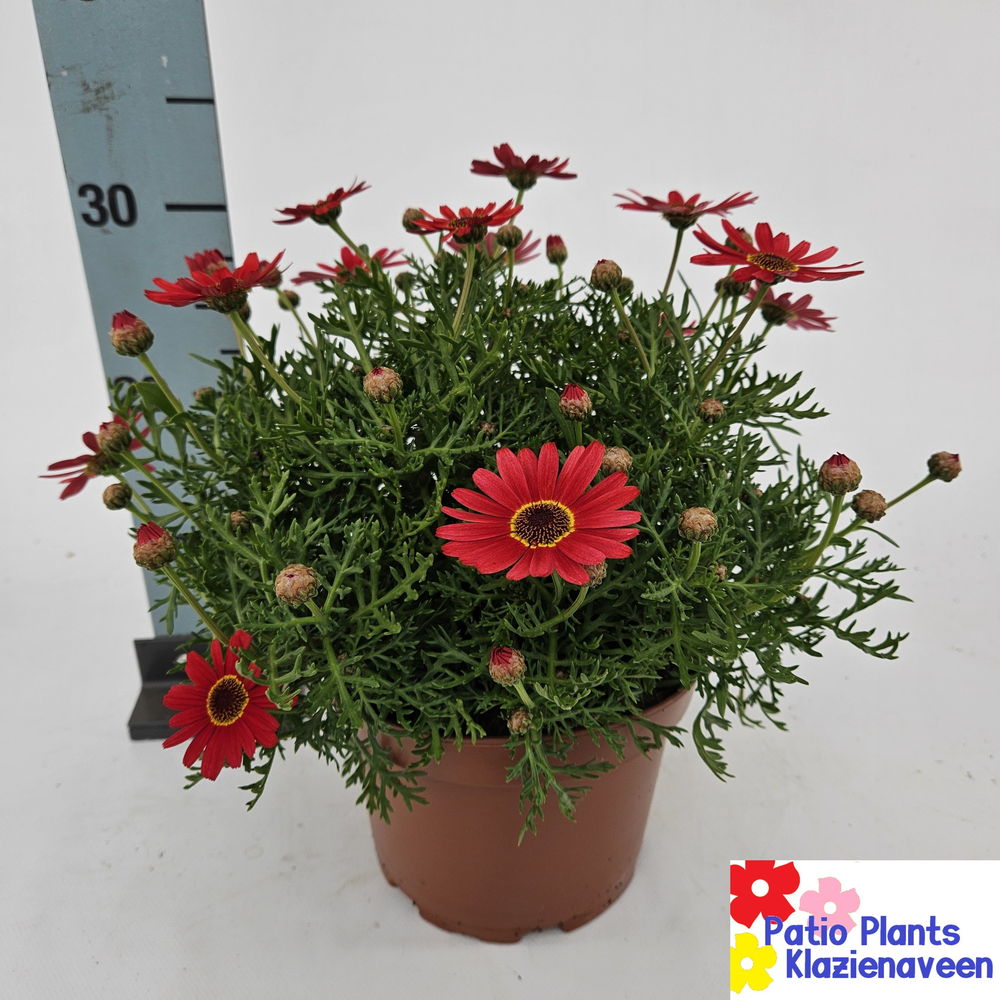 Ar19re Argyranthemum Daisy Red.