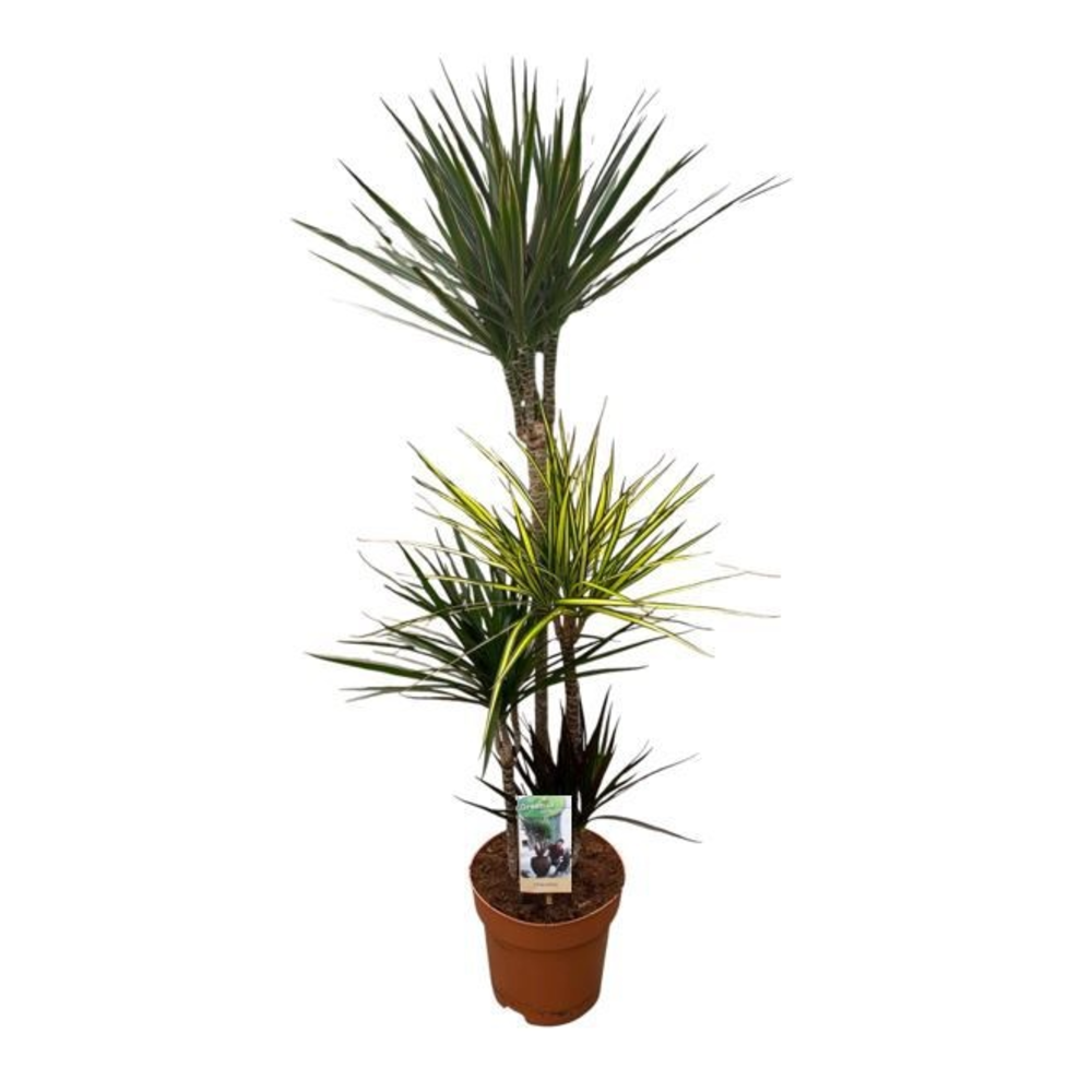 Dracaena Carnaval 90-60-30-15.