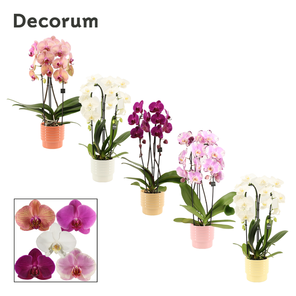 Phalaenopsis cascade 2 tak mix in Naemi (Natural b.