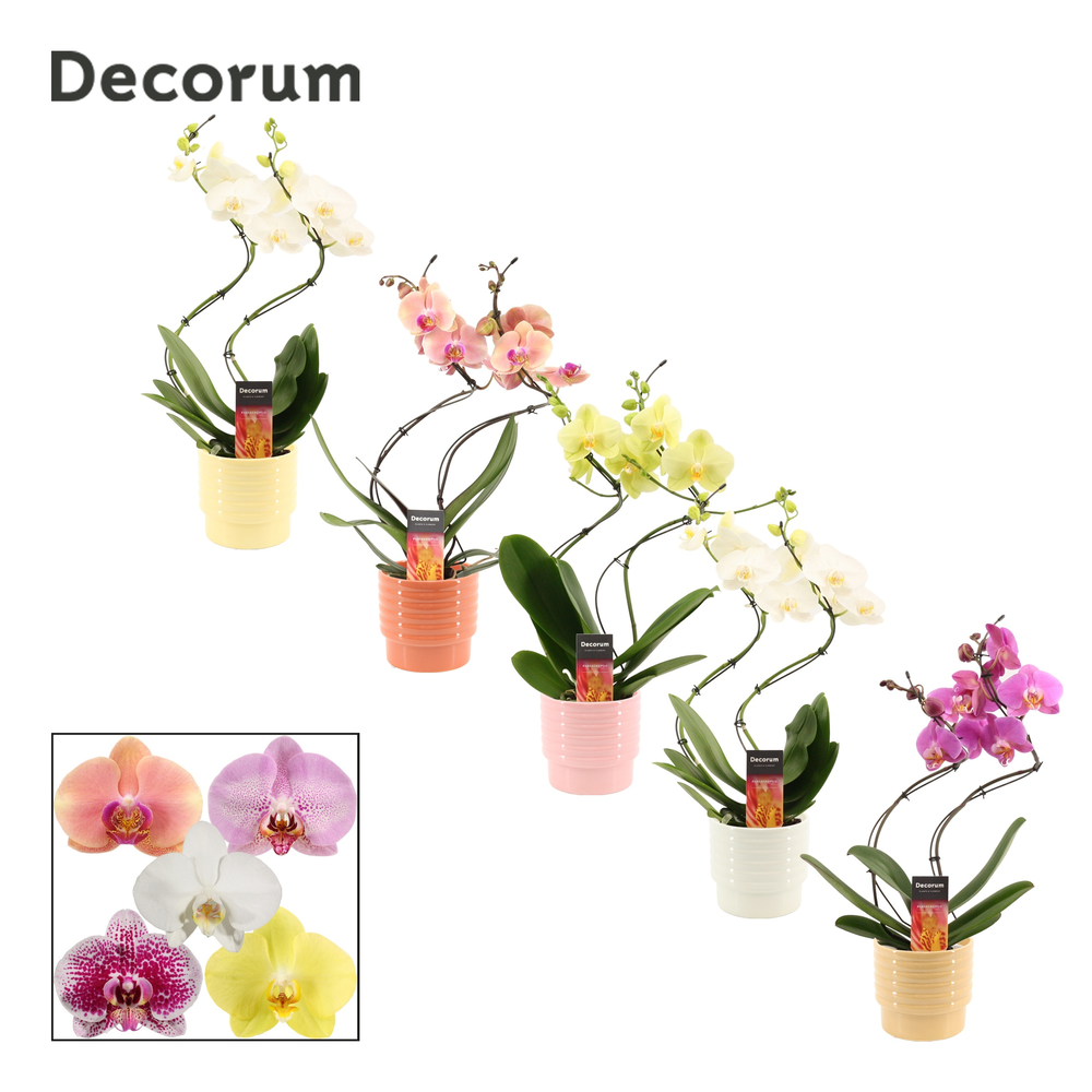 Phalaenopsis hurricane mix in Naemi (Natural bubbl.