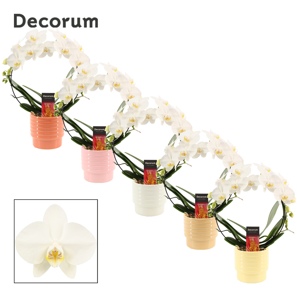 Phalaenopsis boog wit in Naemi (Natural bubble-col.