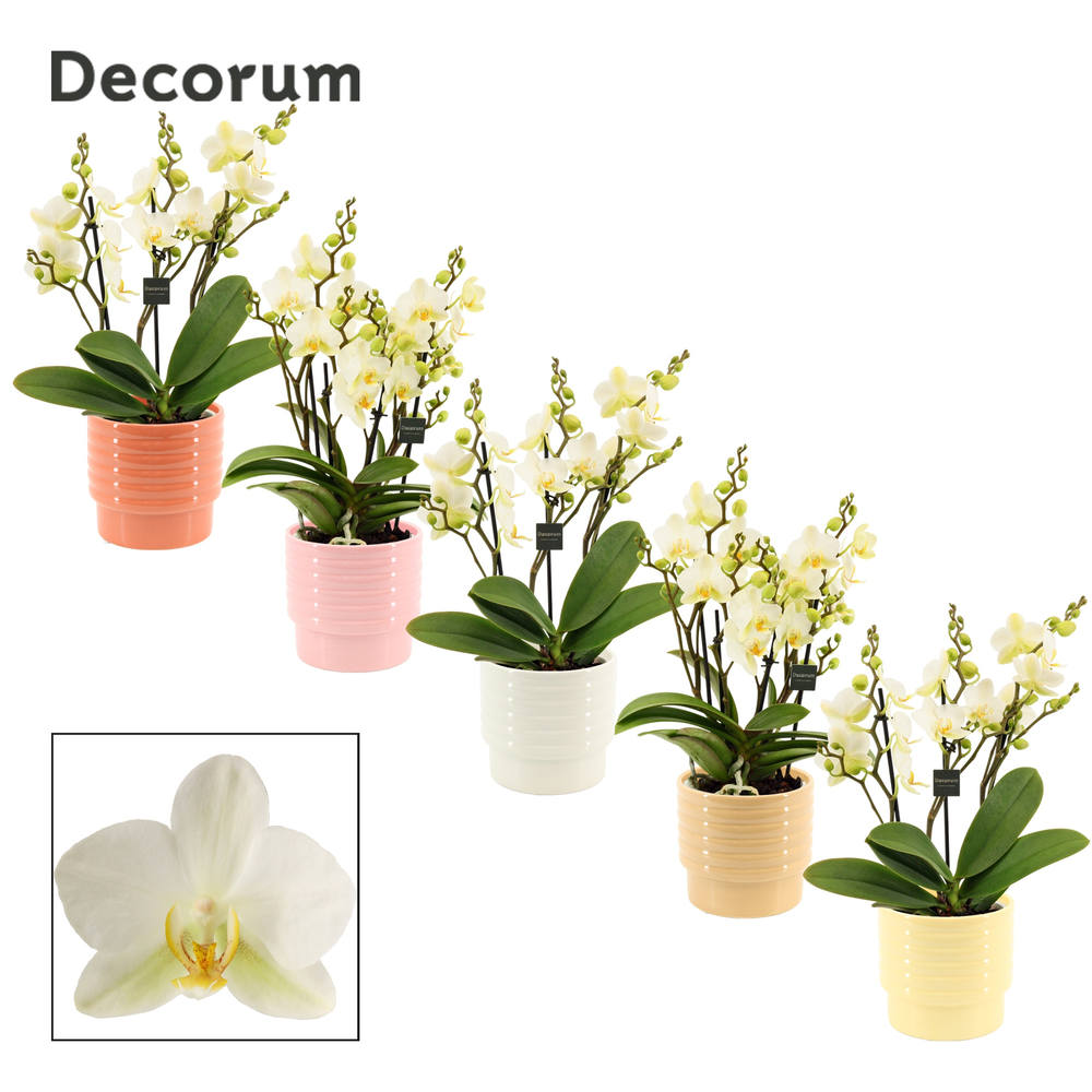 Phalaenopsis dazzling Lausanne 3-4 tak in Naemi (N.