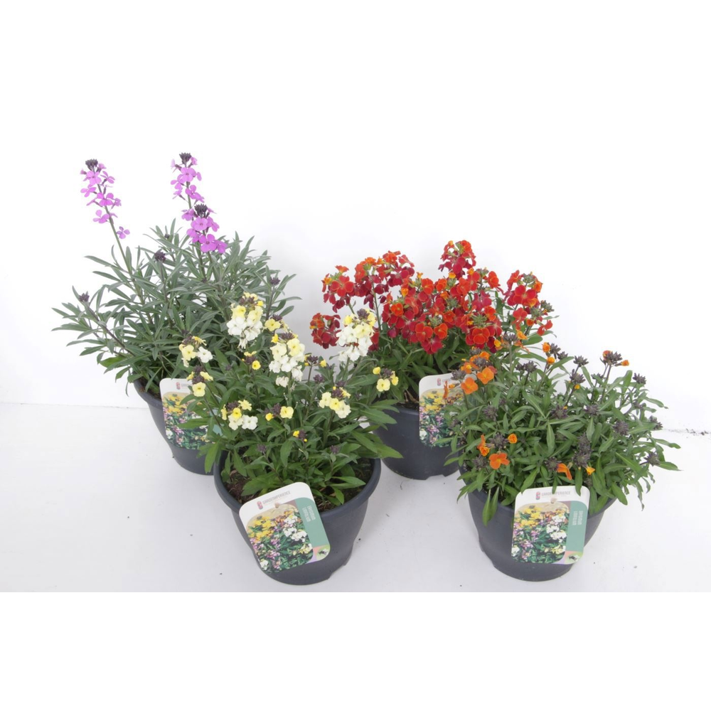 Erysimum linifolium mix.