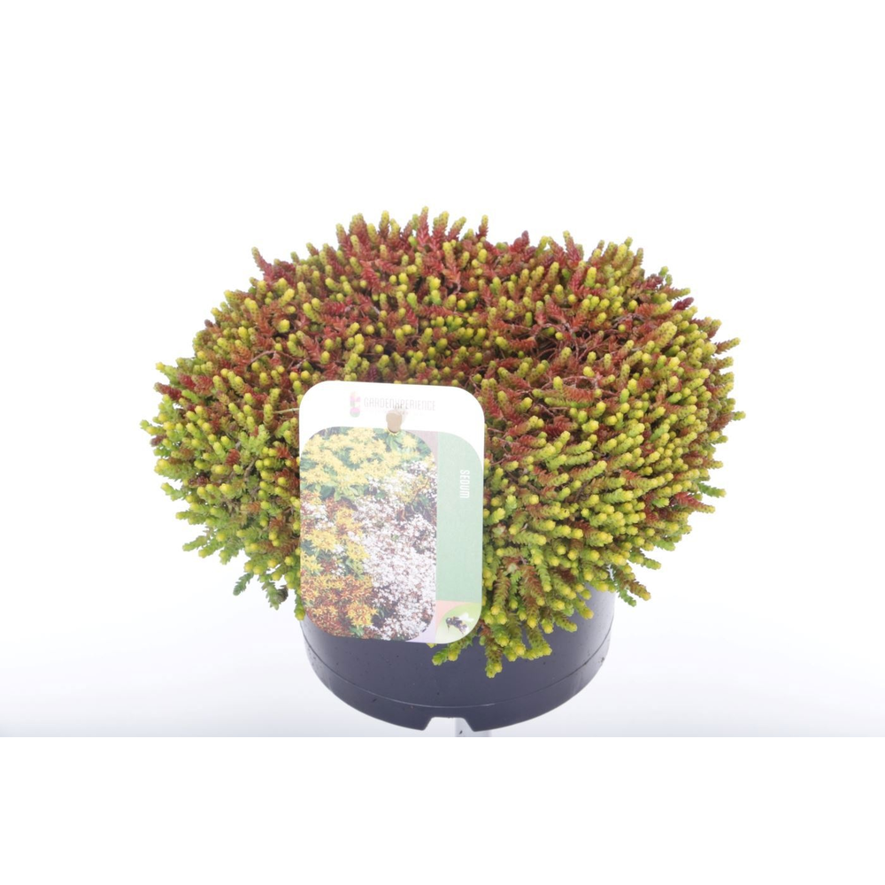 Sedum acre.