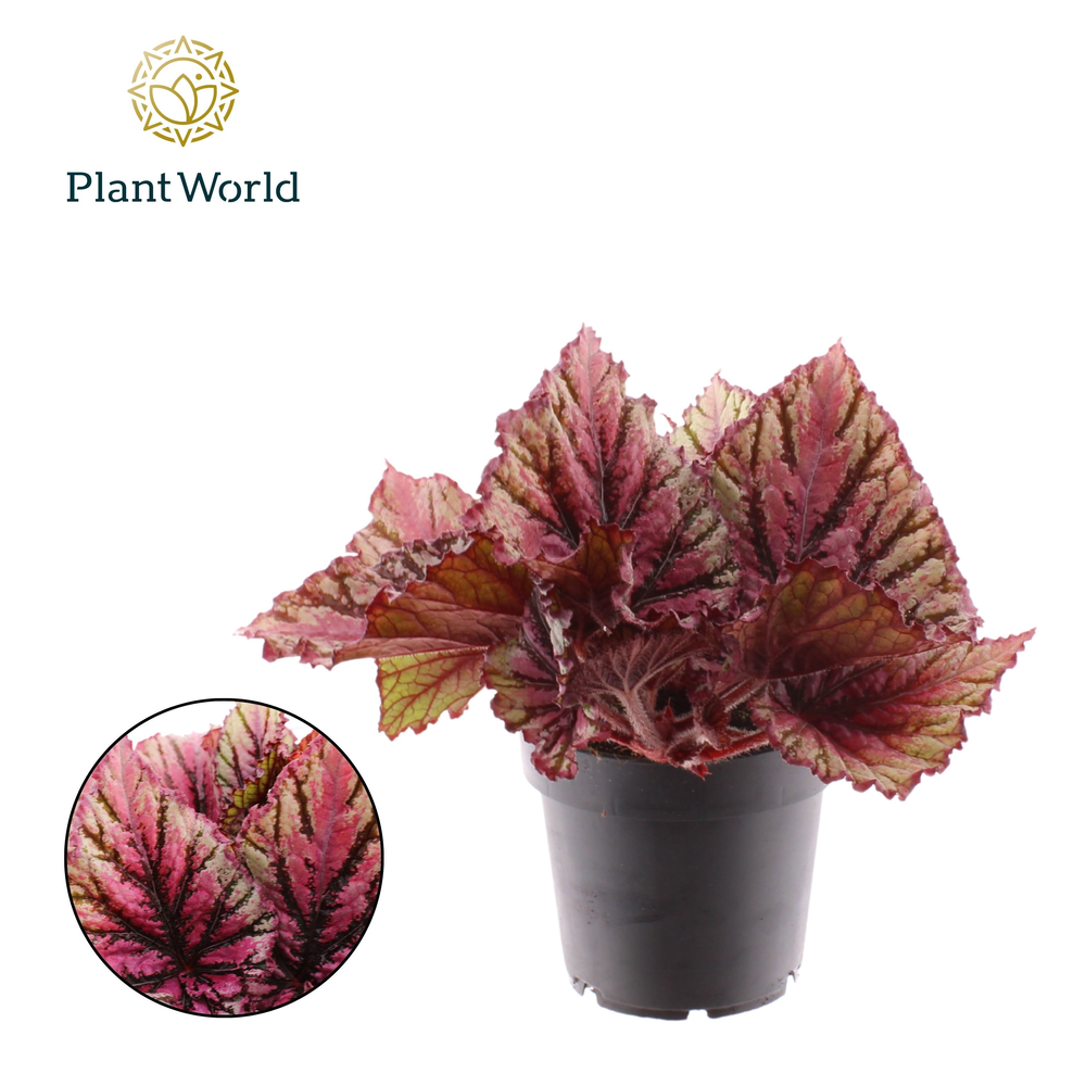 Begonia rex Lambada.