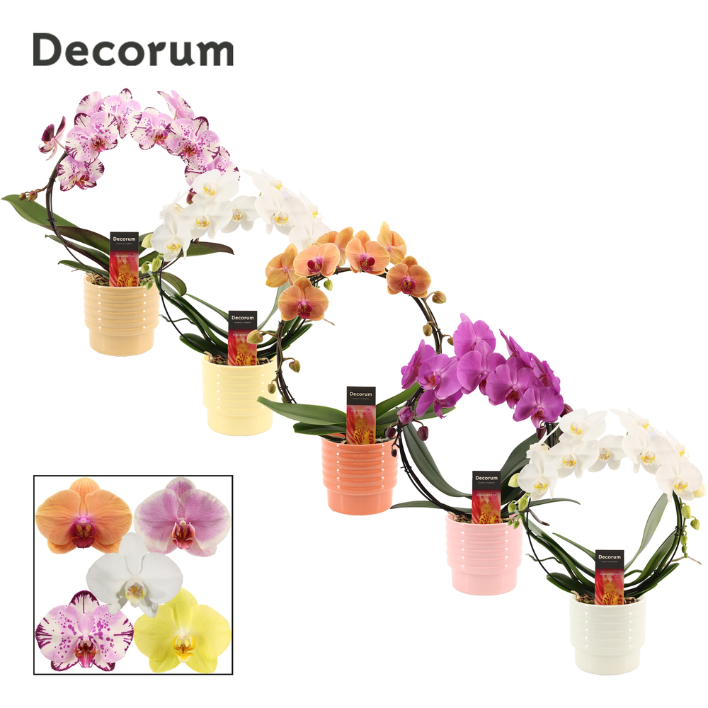 Phalaenopsis boog mix in Naemi (Natural bubble-col.