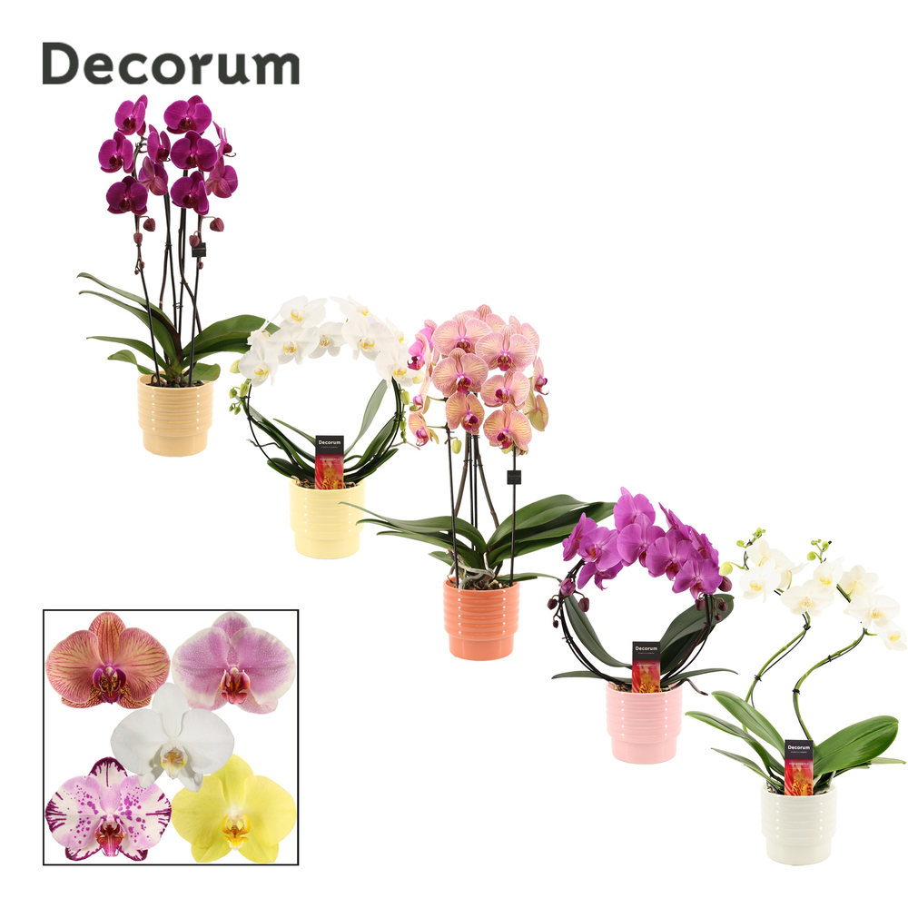 Phalaenopsis vormen mix 2 tak in Naemi (Natural bu.