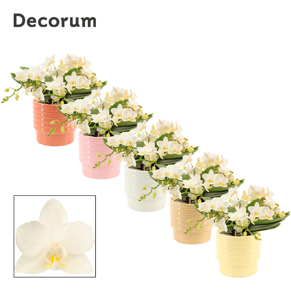 Phalaenopsis Table Whitney 4+ tak in Naemi (Natura.