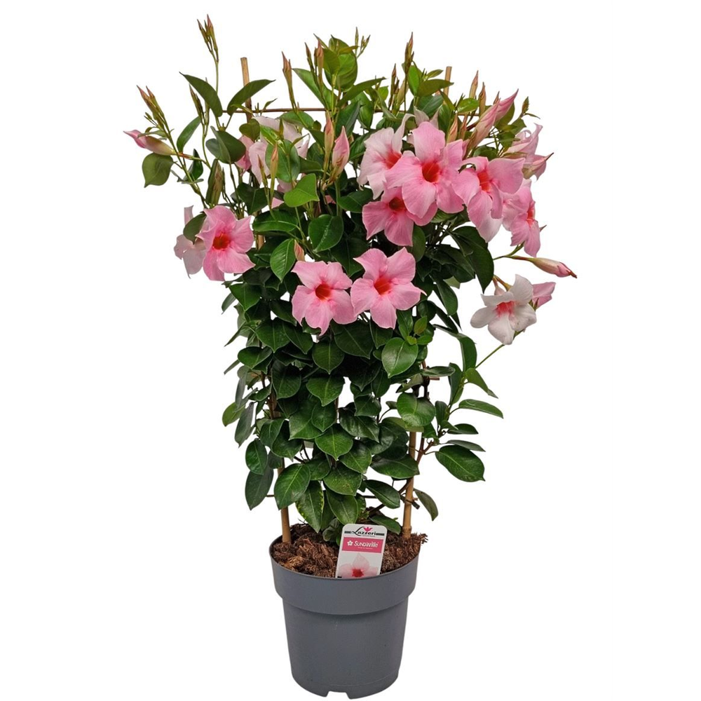 Mandev Sund Cream Trellis - 1153.