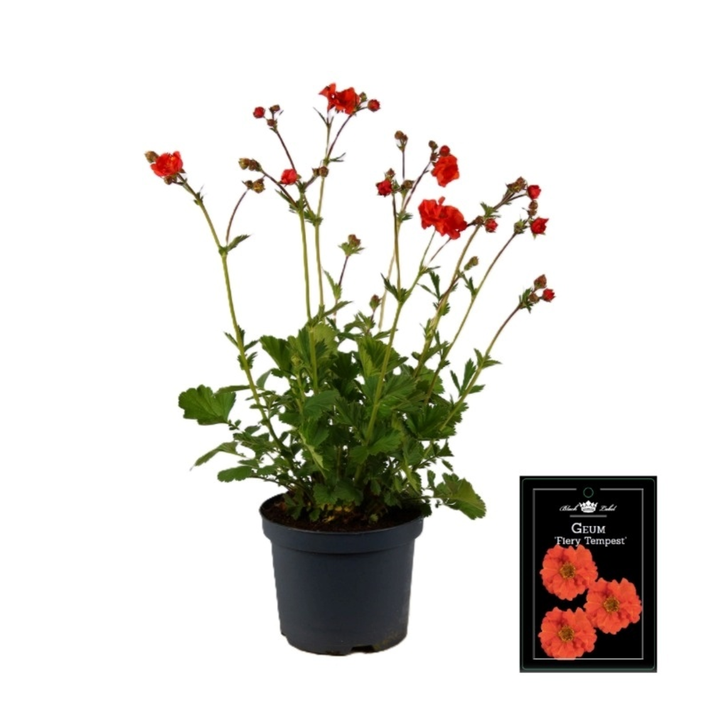 Geum 'Fiery Tempest'.