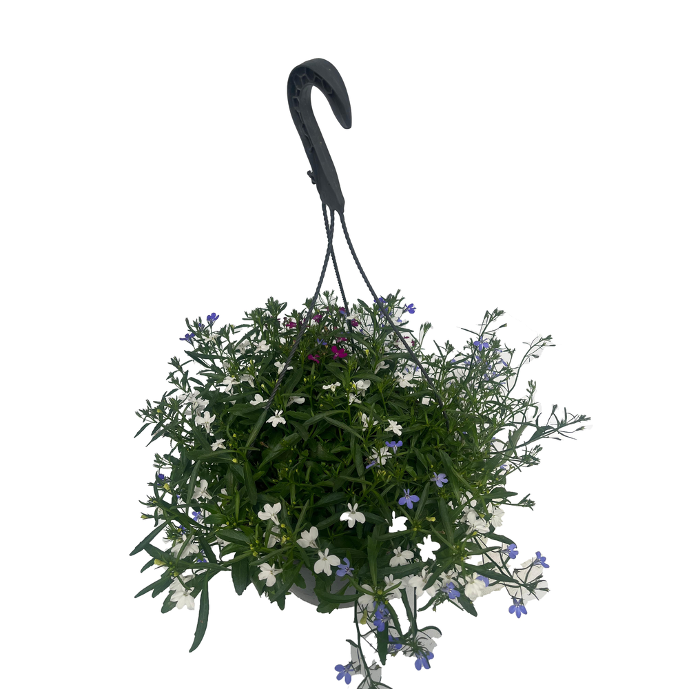 LO9228 hp waterreserv Lobelia.