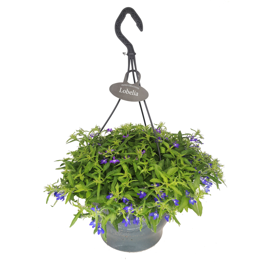 Lo9227 hp Lobelia.