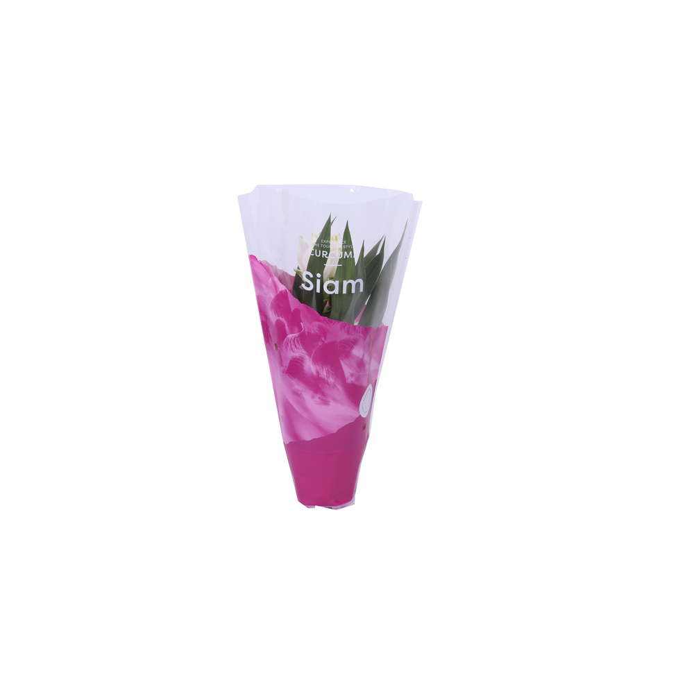 Essential - Curcuma Siam Sisto 12 cm.