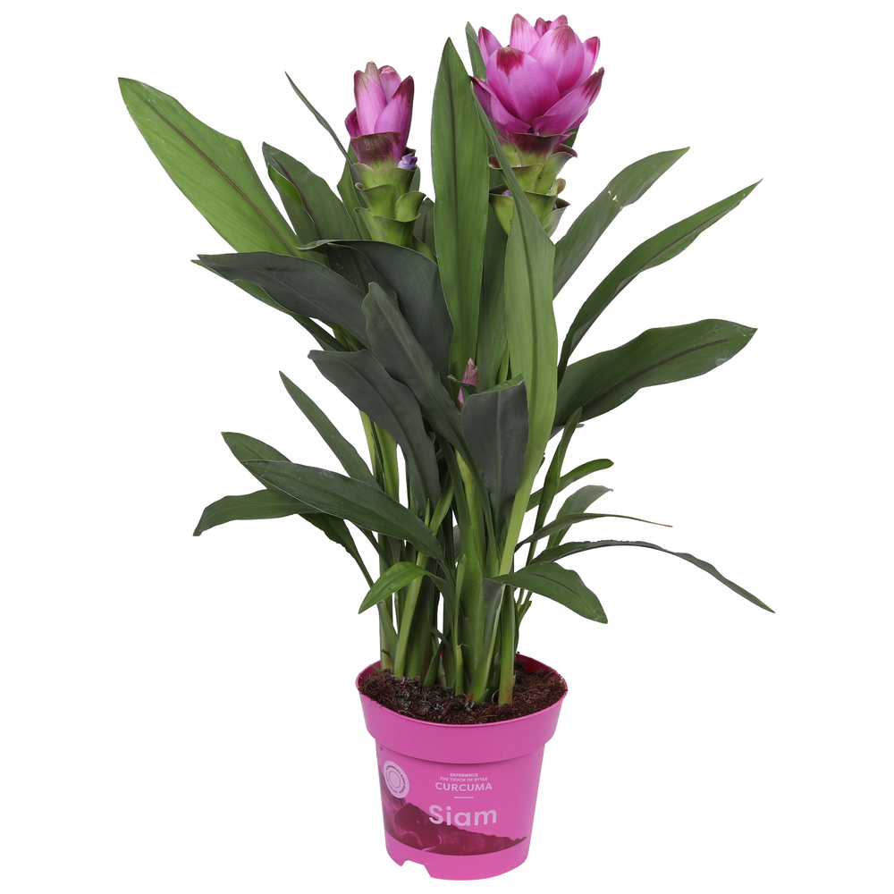 Curcuma Siam Sanna 14 cm.