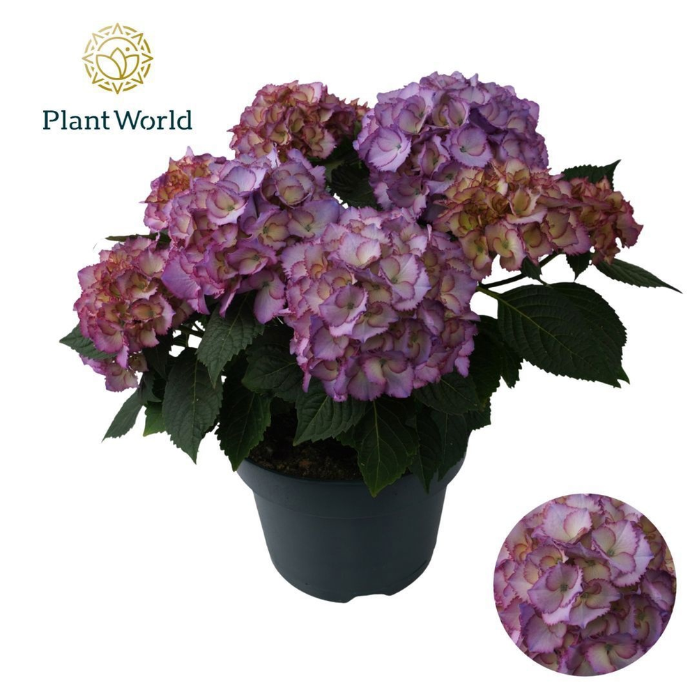 Hydrangea Bol Ave Blue (Specialty).