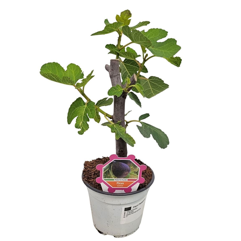 Ficus Carica Bush - 304.