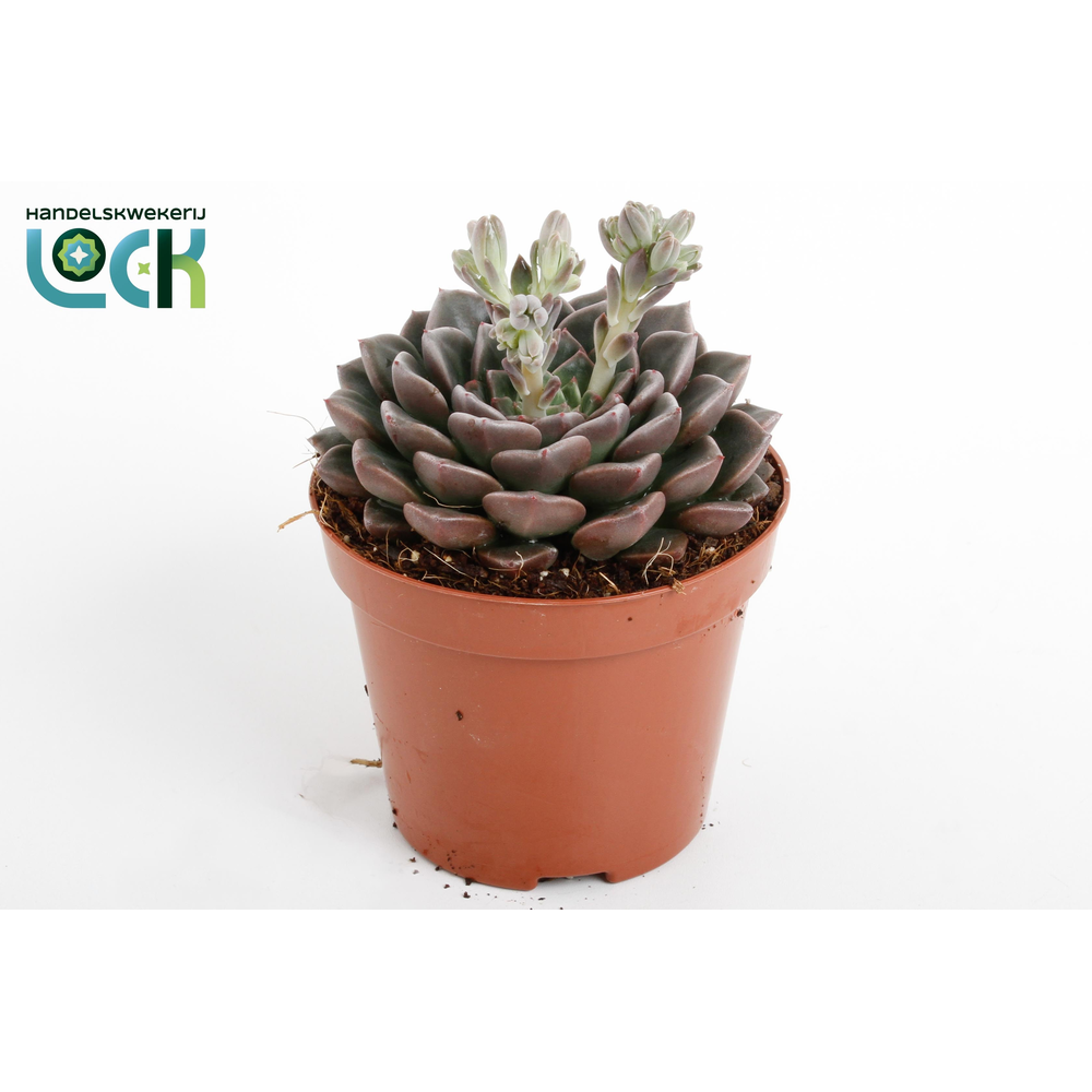 Echeveria Glauca.