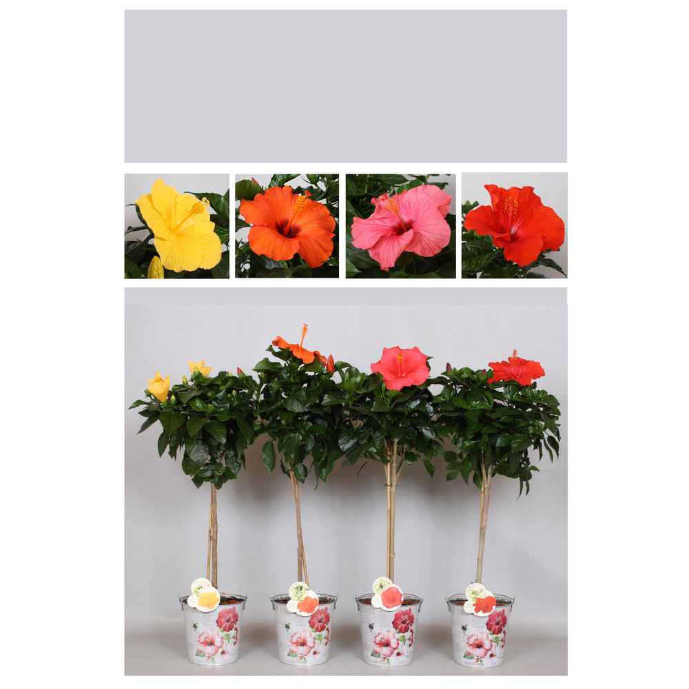 Hibiscus Fiori Grande Stam 'Gemengd zink'.