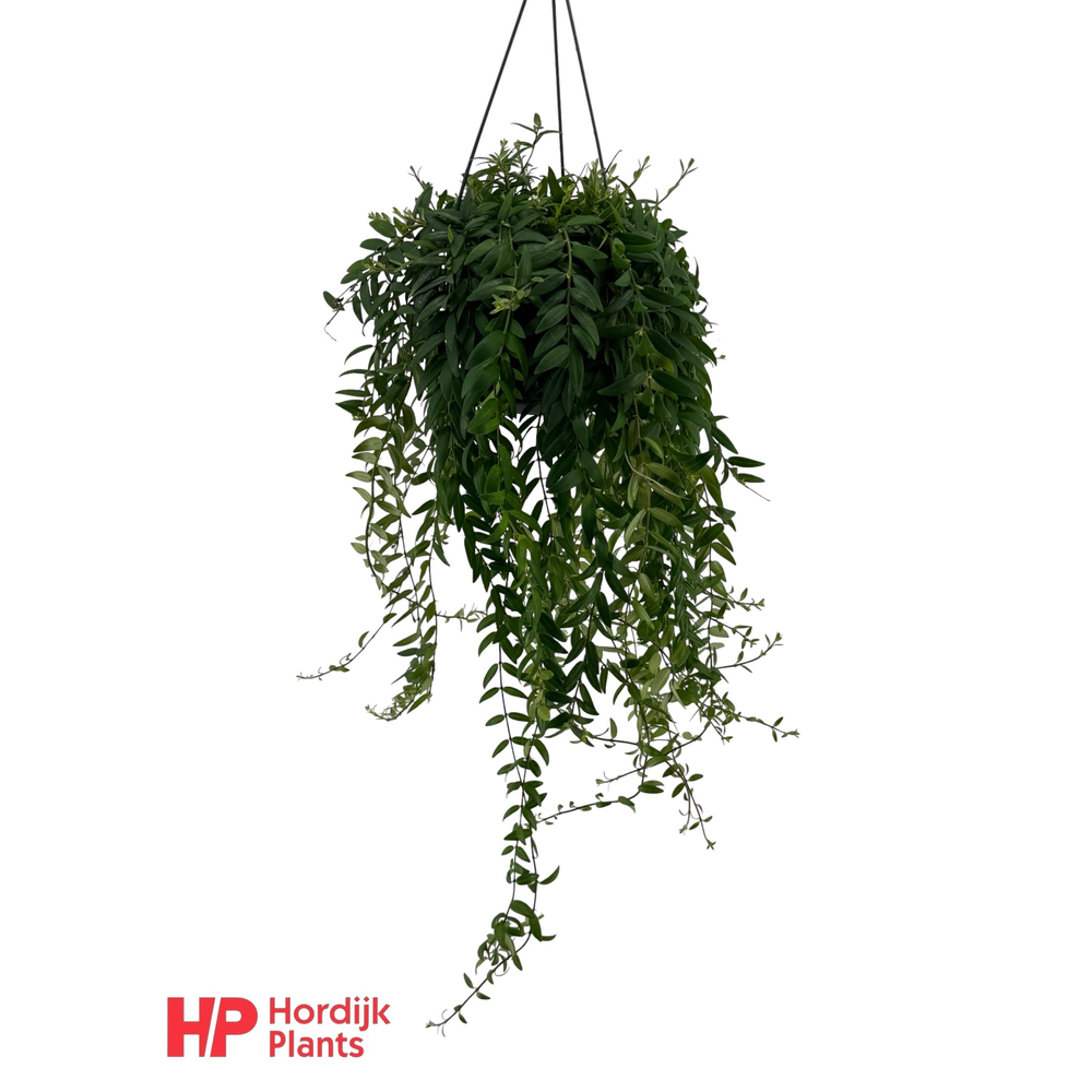 Aeschynanthus 'Japhrolepis'.