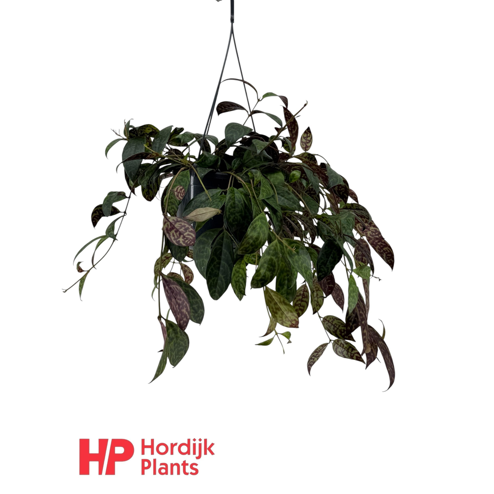 Aeschynanthus Marmoratus.