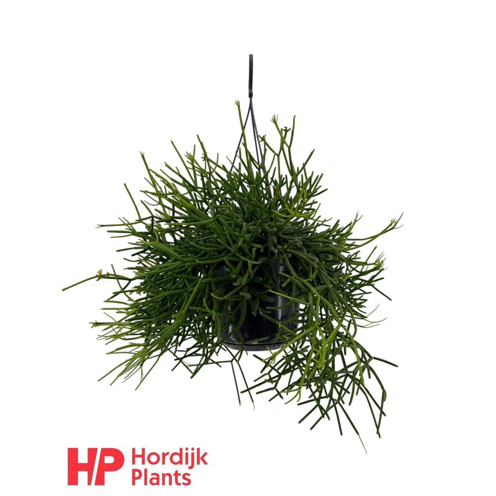 Rhipsalis heteroclada P15.