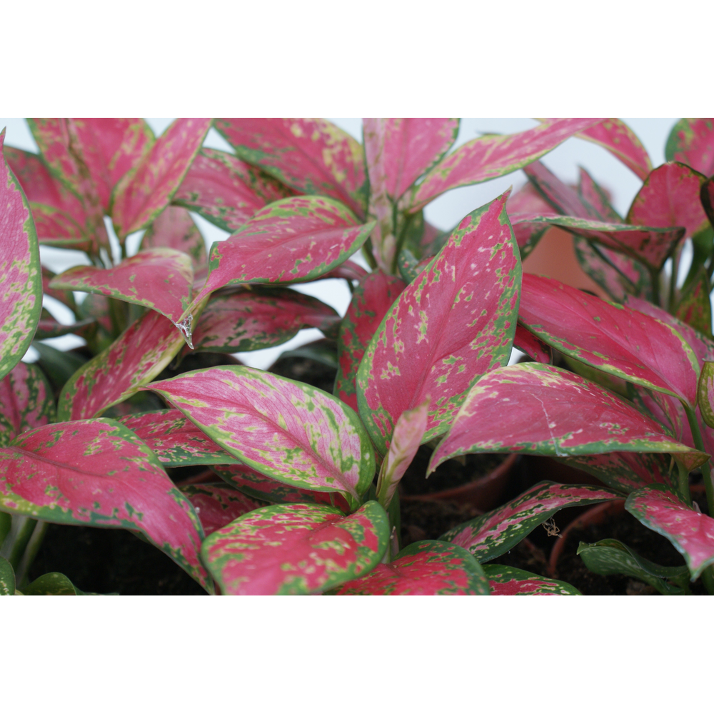 Aglaonema Cherry Baby P12 30cm.