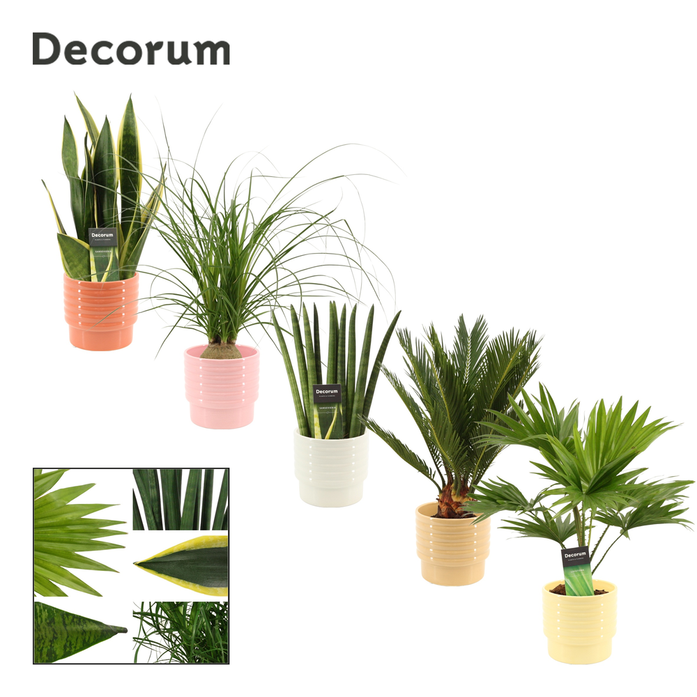 Groenmix 12 cm in Naemi (Natural bubble-collection.