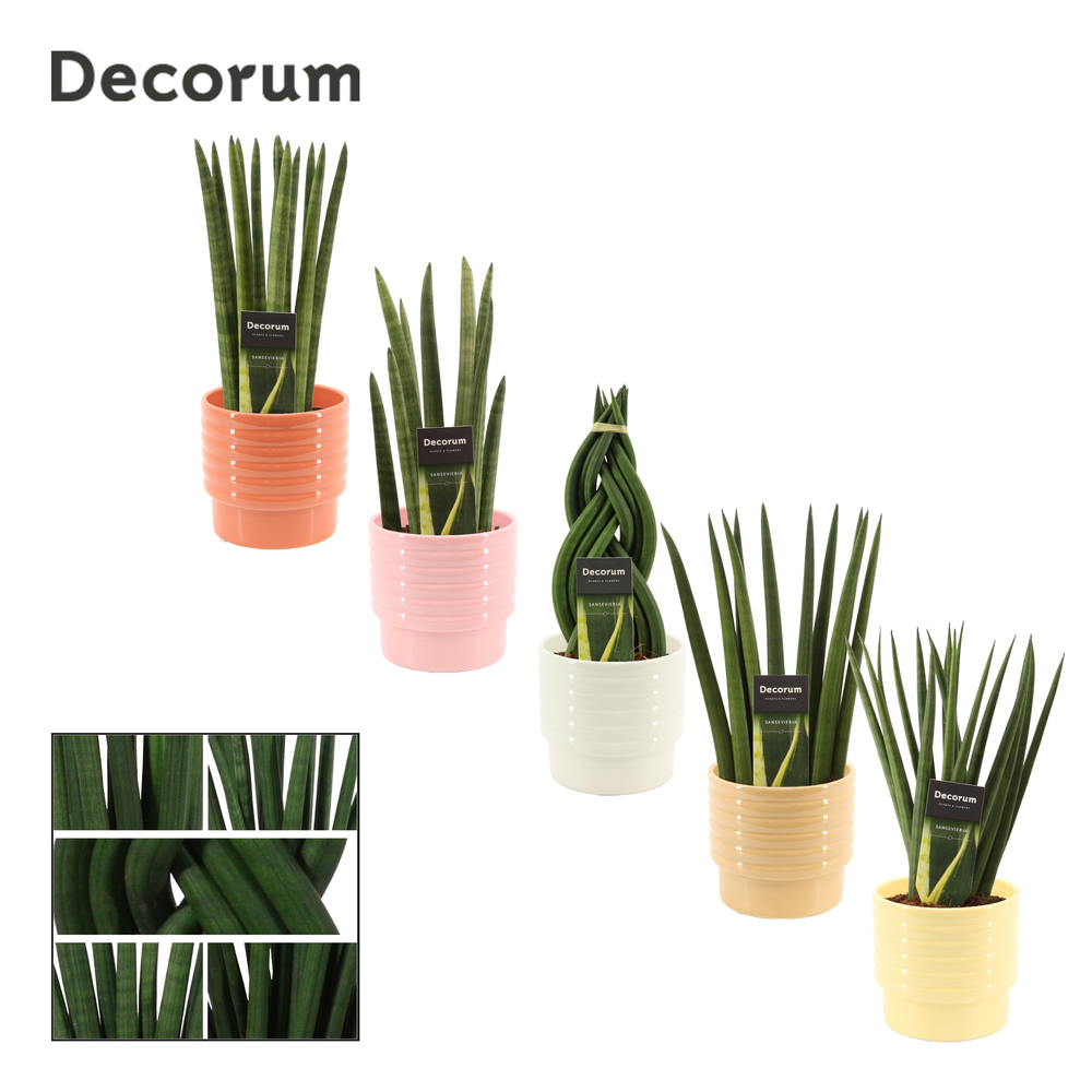 Sansevieria cylindrica 12 cm mix in Naemi (Natural.