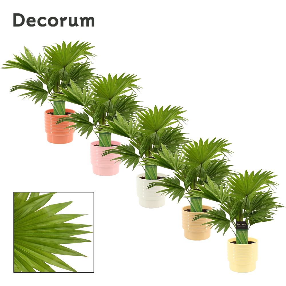 Livistona rotundifolia 12 cm in Naemi (Natural bub.