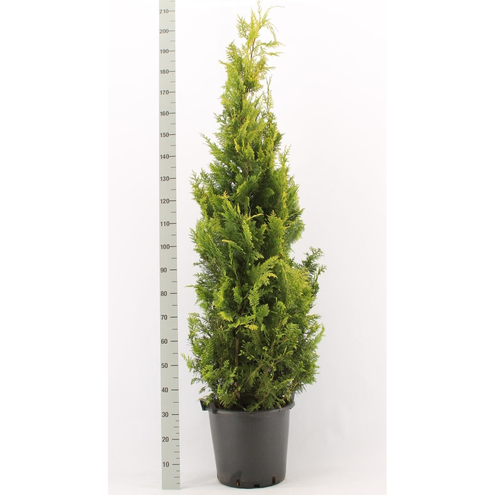 Chamaecyparis lawsoniana 'Ivonne'.