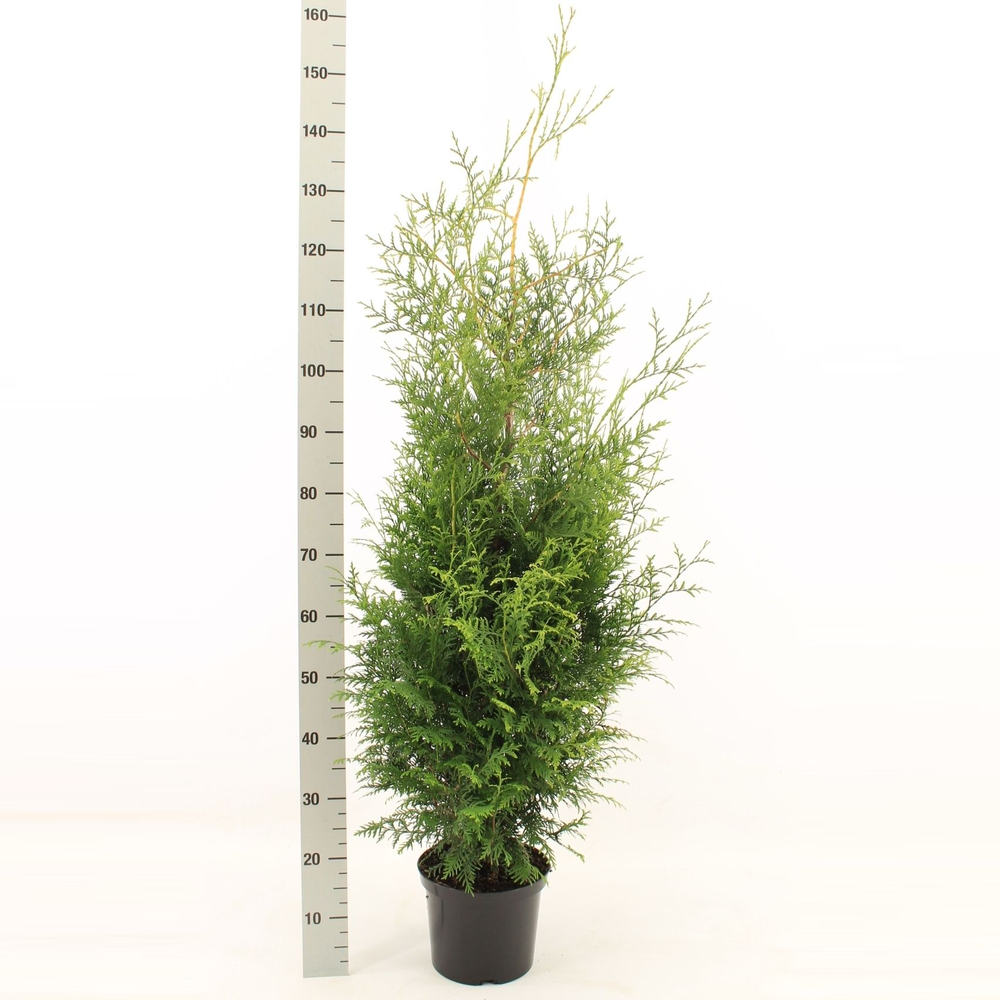 Thuja occidentalis 'Brabant'.